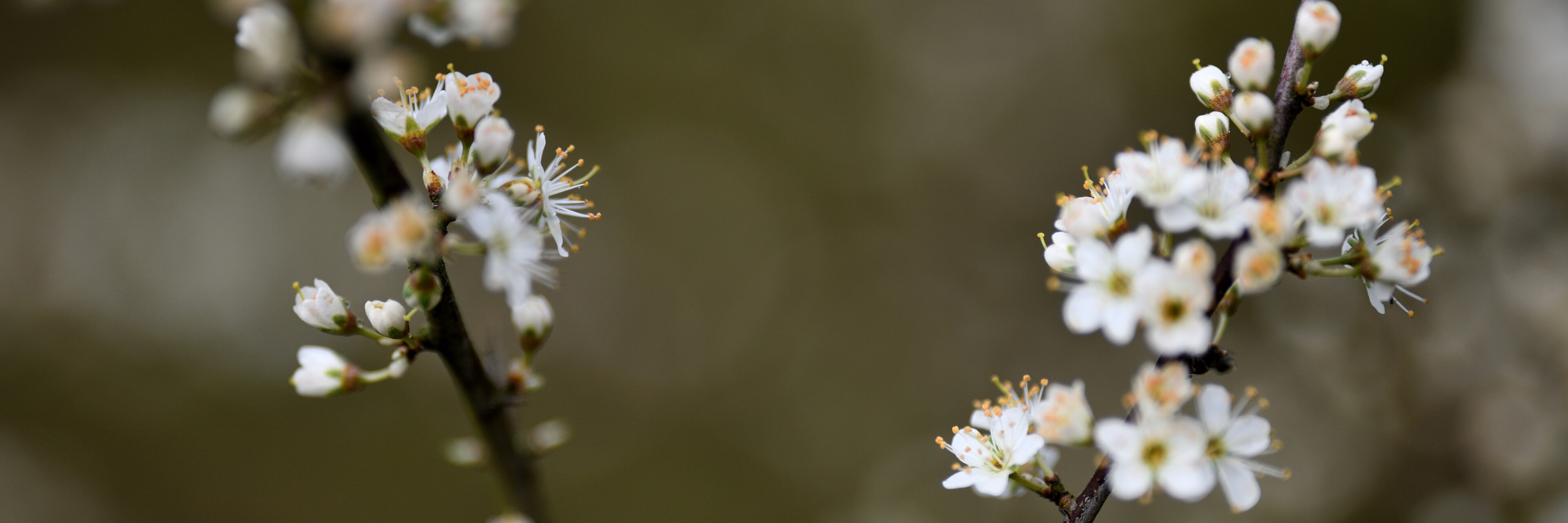 Arbeitsbühne mieten Frühjahr Web Banner Pano März D85_3797