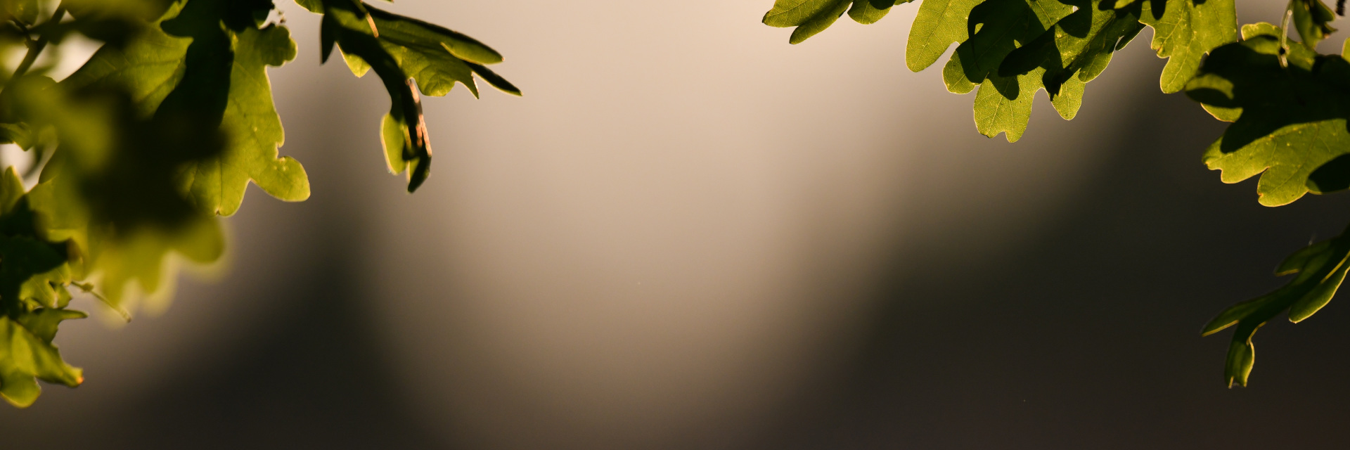 Eichenlaub Bokeh Abendsonne Lausewiesen
