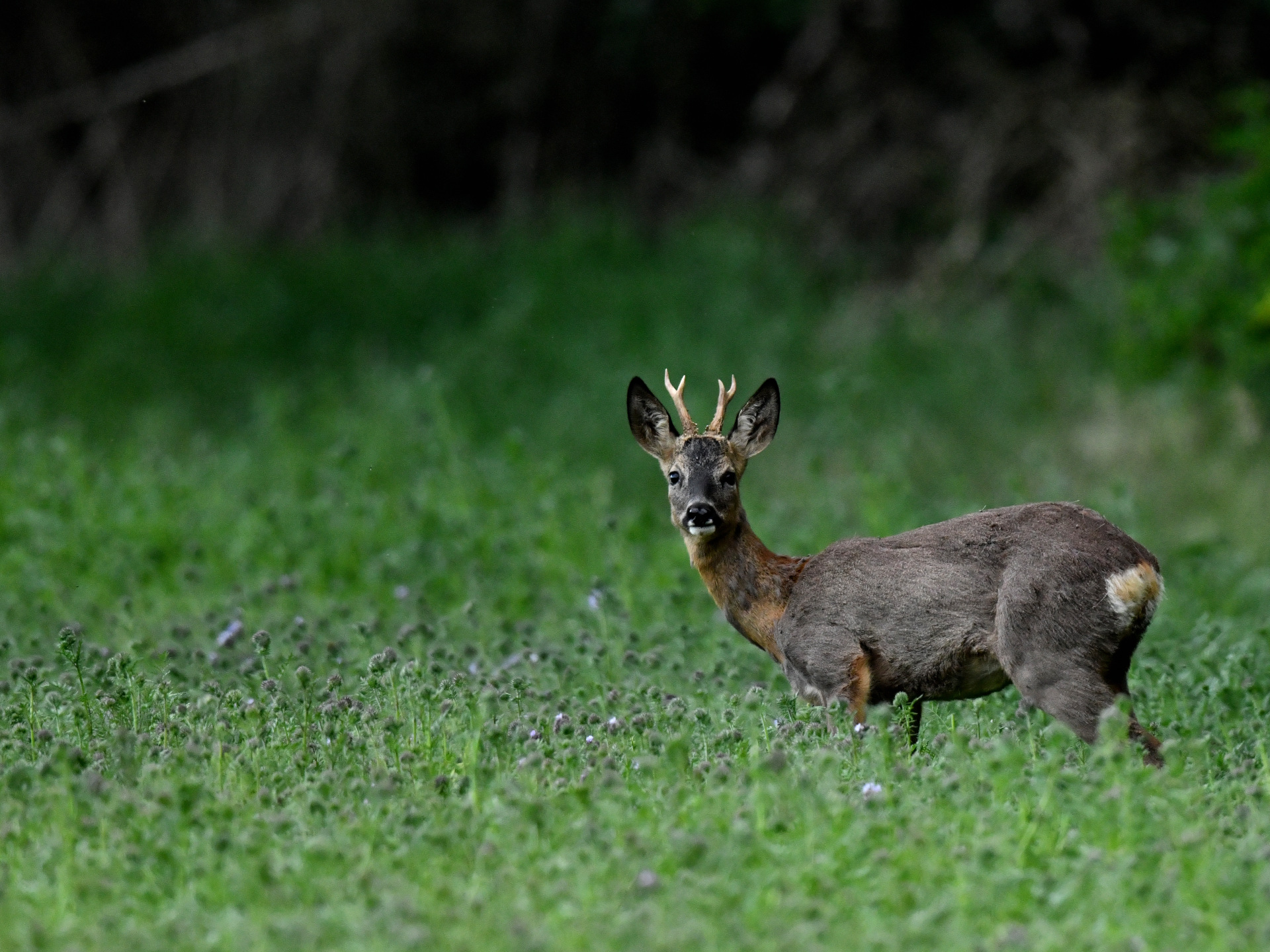 Tiere in Bardowick
Rehbock am Wandrand
