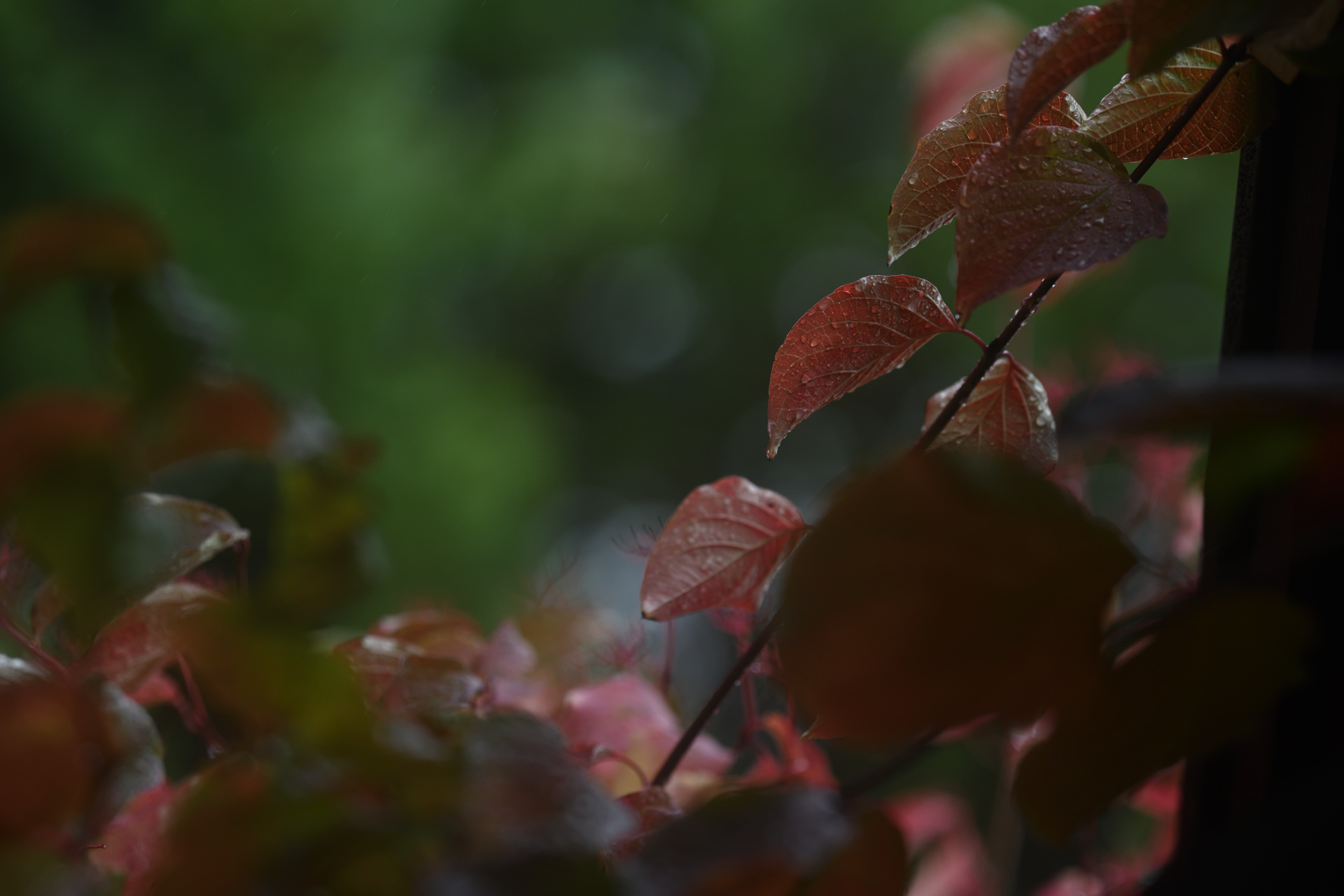 Herbst 2025 Bardowick Laub Photovoltaik Ertrag bei Regen