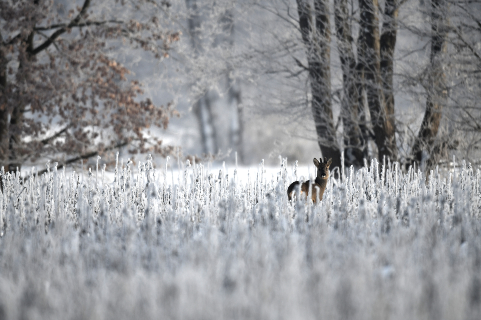 Reh im Schnee Wittorf 