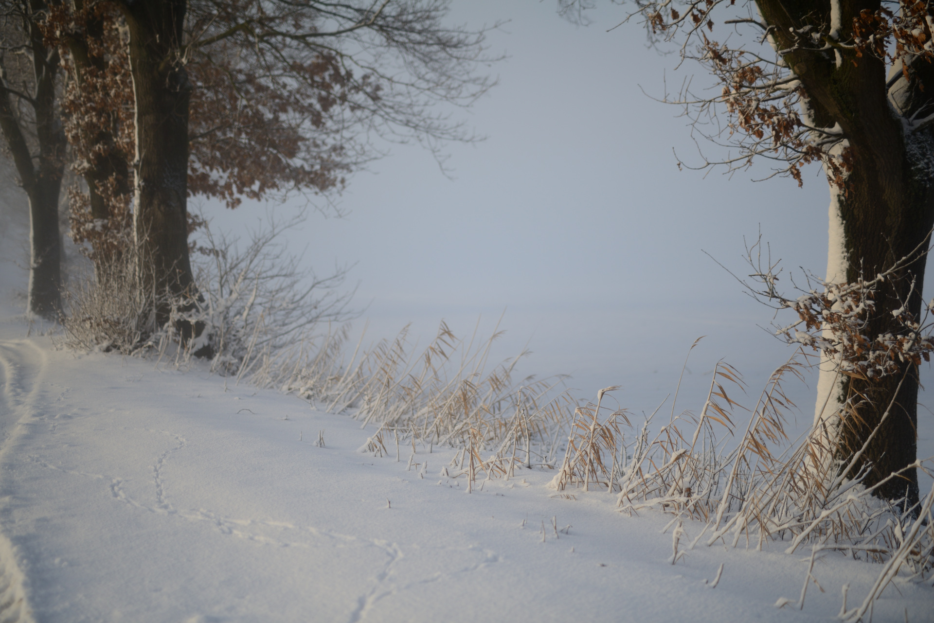 3 Bäume im Winterwetter Schnee Januar D80_2137