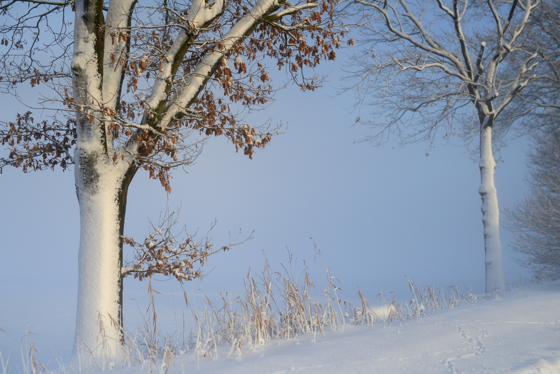 2 Bäume im Winterwetter Schnee Januar D80_2141