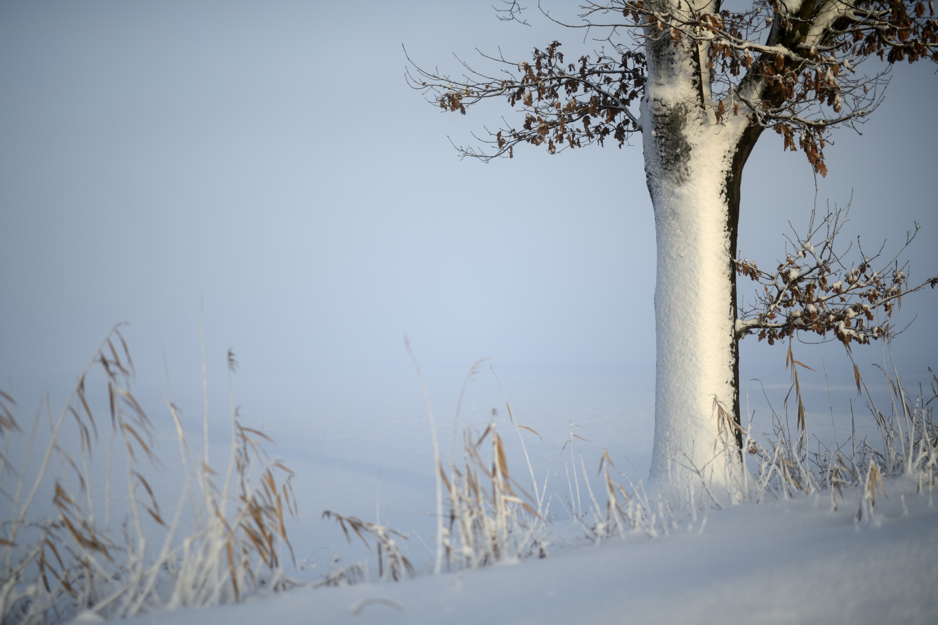 Schneeverwehung Winterwetter Schnee Baum im Januar D80_2144